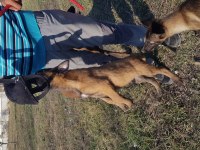 Malinois yavrularımız safkan