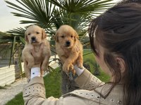 Çok Şeker GOLDEN Retriever Yavrular