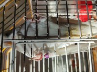 Albino kırmızı göz dişi muhabbet kuşu