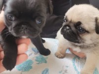 45 Günlük Siyah Erkek Yavru Pug