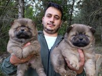 Teslime hazır Çin aslanı yavrularımız