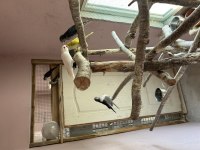 Monk Kesiş Papağanı Çiftleri