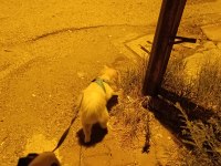 8 Aylık Pomeranian Spitz