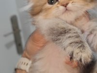 Scottish fold kedisi