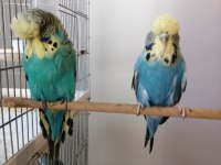ÜST VASIF SHOW JUMBO TAKIM MUHABBET KUŞU