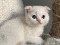 İyi huylu scottish fold