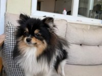 Tüm Aşıları Tam Xxs Pomeranian
