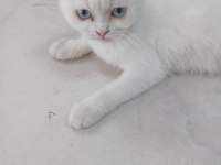 Güzel bir kız scottish fold