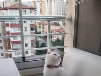 Scottish fold erkek cins kedimiz