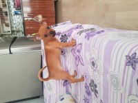 3.5 aylık dişi minyatür pinscher