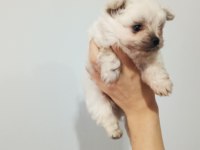 Orjinal Maltese Terrier Bebekler