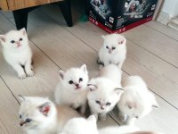 British shorthair 50 günlük yavrulara yeni yuva arıyoruz