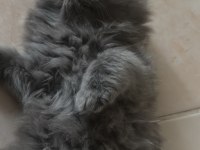 2.5 aylık british longhair yavrularımız