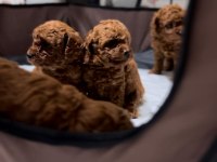 Toy poodle yavrular
