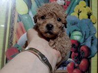 Toy poodle yavrular