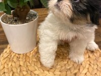 2.5 aylık shih tzu tuvalet eğitimi var erkek