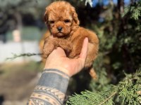 POODLE IRKININ EN İYİLERİNİ İSTEYENLERE