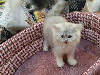 Yavru british longhair