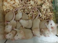 Rat Bebekler
