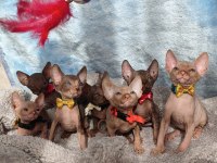 Naked Beauty Sphynx Kedisi
