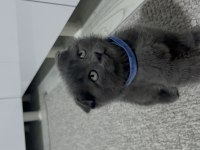 Scottish fold 2aylık
