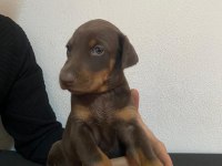 A KALİTE DOBERMAN YAVRULARIMIZ IRK-SAĞLIK GARANTİLİDİR
