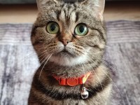 Scottish Straight Tabby