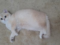 Golden 7 aylık erkek british shorthair