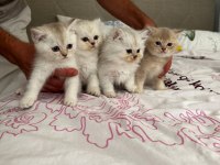 2 Bucuk Aylık Yavrular tek veya toplu Sahiplendirilecek