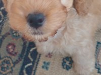 Maltipoo köpeğimizi sahiplendirme