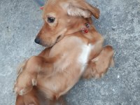 6 aylık cocker ücretsiz değildir