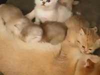 Britsh shorthair golden yavru