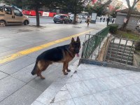 2 Yaşında Şecereli ERKEK ALMAN KURDU