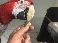 Evcil ele gelen macaw papağanı
