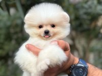 ORJİNAL POMERANİAN BOO KÖPEKLER