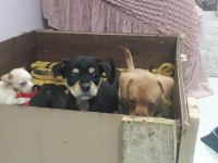 Yavru pinscher köpekler