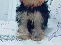 Yorkshire Terrier Yavrumuz