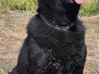 Siyah kurtların en iyisi Solid black