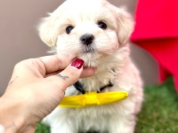 SAFKAN MALTESE TERRİER