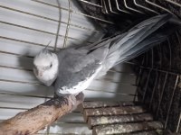 Erkek white sultan papağanı
