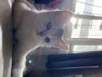Sliver yavru british shorthair kedim