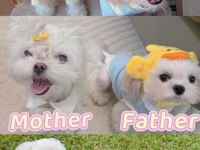 Beyaz maltipoo meleklerimiz yuvasını arıyor