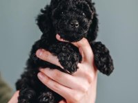 Siyah Ve Çikolata Toy Poodle Erkek Yavrular Uygun