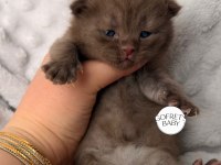 Şecereli Chocolate British Shorthair Dişi