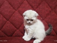 Mama karşılığı yavru scottish fold