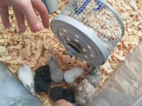 SEVİMLİ ufak hamster yavrular