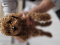 Toy poodle 2 aylık