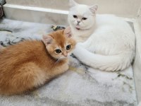 Kar beyazı british shorthair