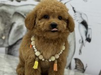 ORJİNAL MALTİPOO