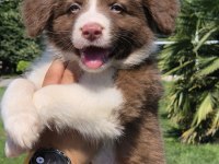 Üstün Zekalı Akıl Küpü Siyah Ve Kahve Renk Poodle
